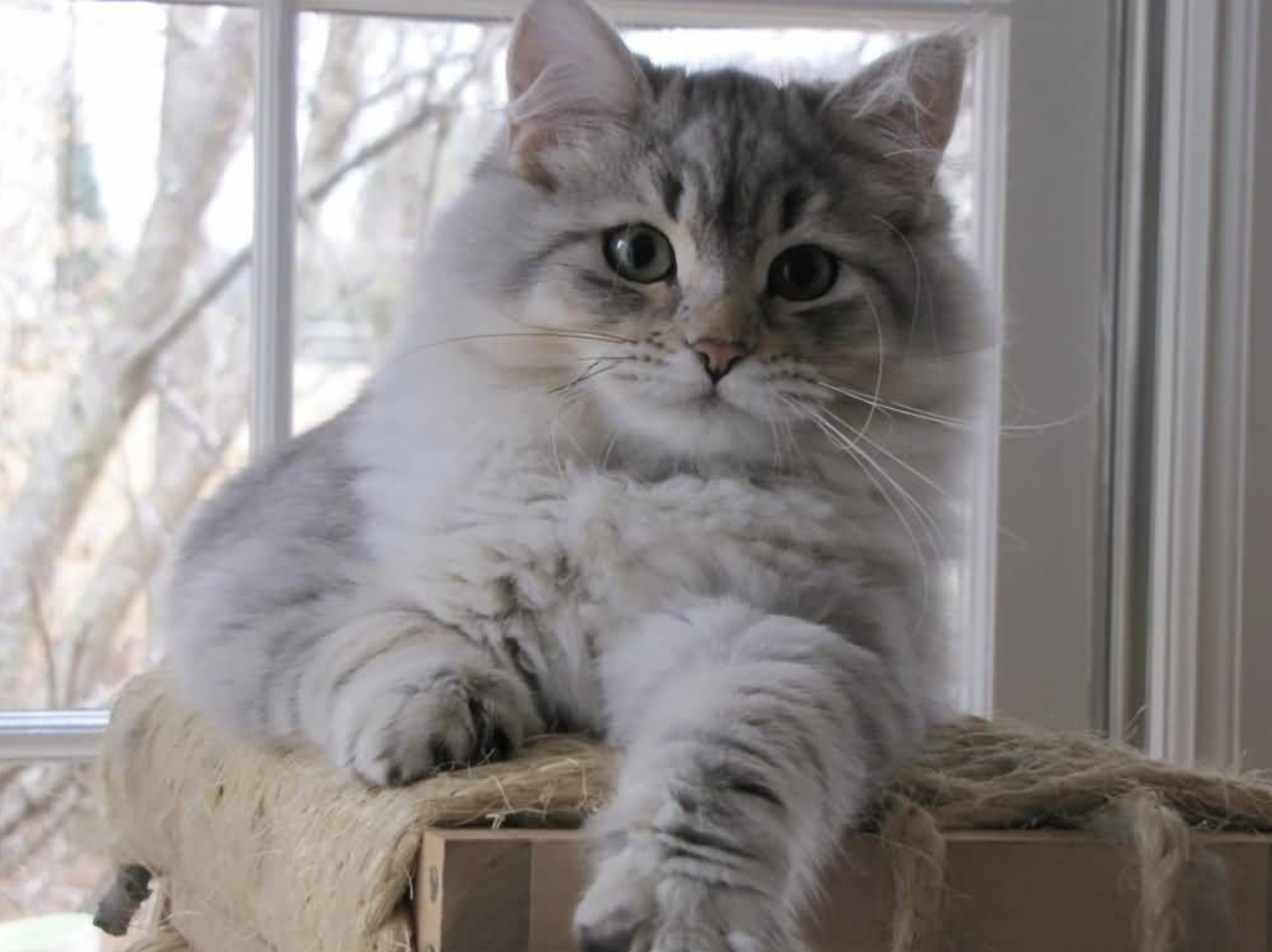 為什麼西伯利亞貓會長毛球以及如何治療它們